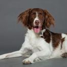 Дрентская куропаточная легавая