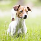 Danish-Swedish Farmdog