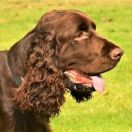 Field Spaniel