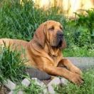 Fila Brasileiro
