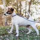 Foksterier krótkowłosy