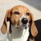 Foxhound amerykański