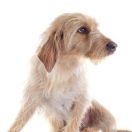 Szorstkowłosy gończy bretoński 