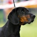 Польський гончак