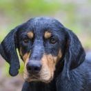 Венгерская гончая - трансильванская следовая гончая