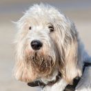 Grand Griffon Vendeen (Duży gryfon z Wandei)