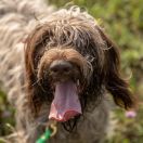 Гриффон Кортальса