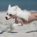 Chinesischer Schopfhund