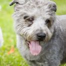 Irish Glen of Imaal Terrier