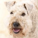 Irish Soft Coated Wheaten Terrier