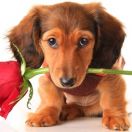 Jamnik króliczy długowłosy