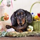 Такса кроликова гладкошерста