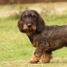 Jamnik króliczy szorstkowłosy