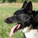 Karelski pies na niedźwiedzie