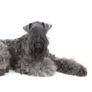 Kerry Blue Terrier