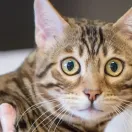 Kot bengalski