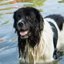 Landseer (typ europejsko-kontynentalny)