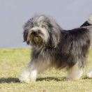 Pequeño Perro León