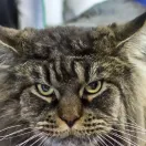 Maine coon