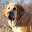 Spanischer Mastiff