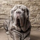 Неаполитанский мастиф