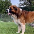 Perro guardián de Moscú