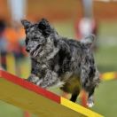 Mudi - Owczarek węgierski