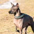 Nagi pies meksykański średni