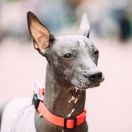 Peruvian Hairless Dog Medium-sized (Peruvian Inca Orchid Medium)