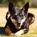 Owczarek australijski Kelpie