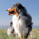 Owczarek australijski (typ amerykański)