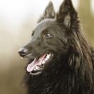 Owczarek belgijski Groenendael