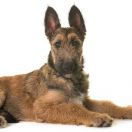 Belgian Shepherd Dog - Laekenois