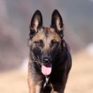 Owczarek belgijski Malinois