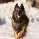 Belgian Shepherd Dog - Tervueren