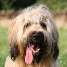 Owczarek francuski Briard