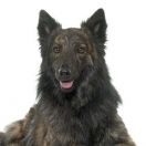 Holländischer Schäferhund