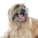 Owczarek pirenejski o gładkiej kufie