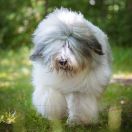 Owczarek rumuński Mioritic 