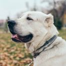 Owczarek środkowoazjatycki