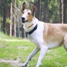 Owczarek szkocki krótkowłosy (Collie Smooth)