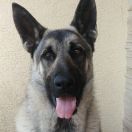 Owczarek wschodnioeuropejski (VEO)