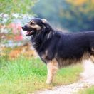 Owczarek z Krasu (Owczarek kraski)