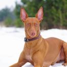 Фараоновий собака