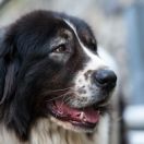 Pies pasterski z Bukowiny