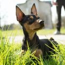 Zwergpinscher