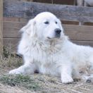 Pirenejski pies górski