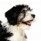 Polski owczarek nizinny