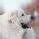 Polski owczarek podhalański