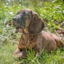 Posokowiec hanowerski